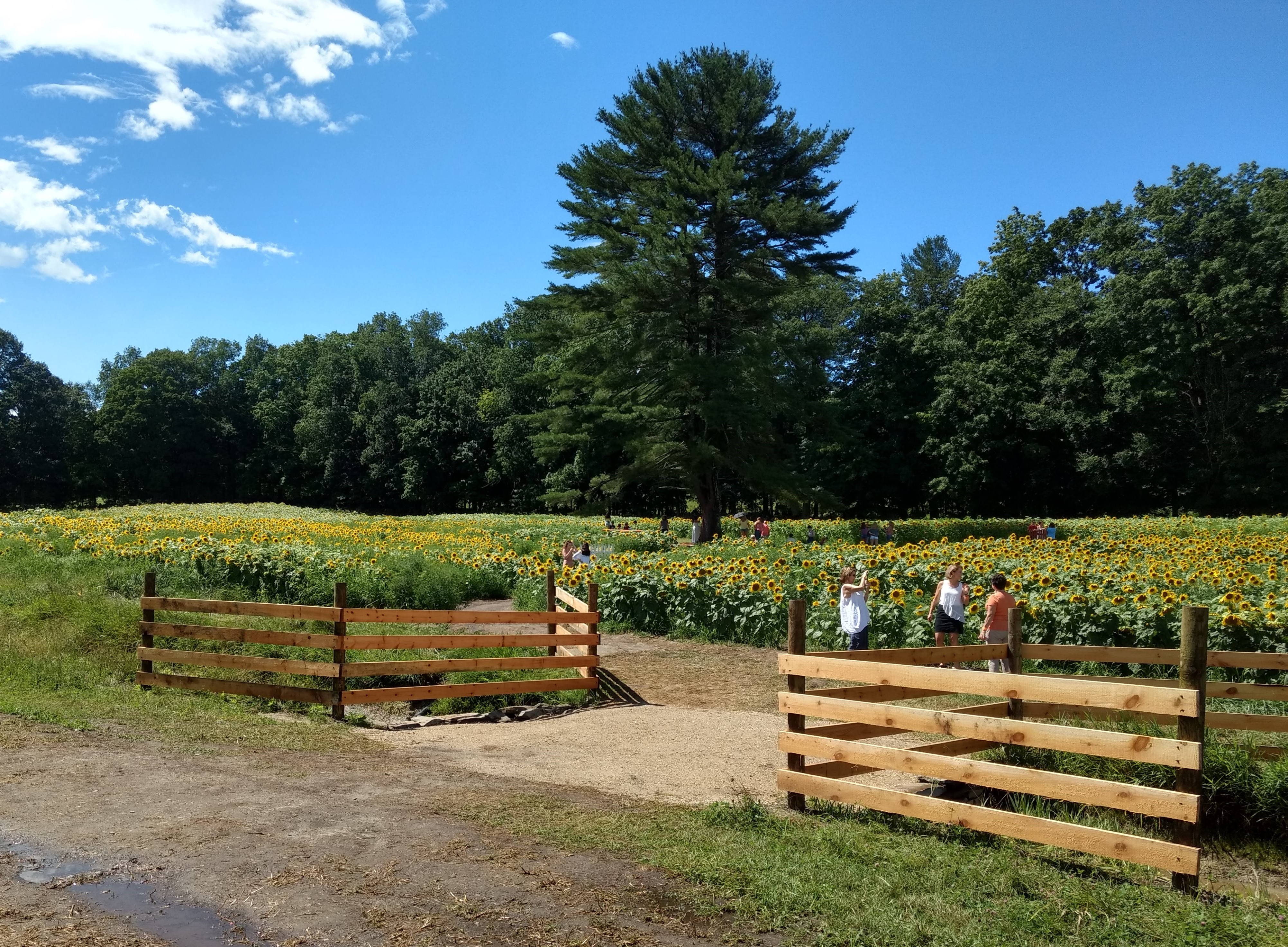 NH Sunflower, Lee NH, Coppal House Farm