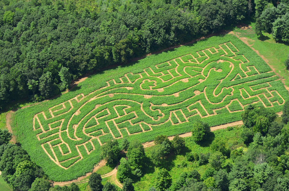 coppalhousefarm2013salamandermaze.gif