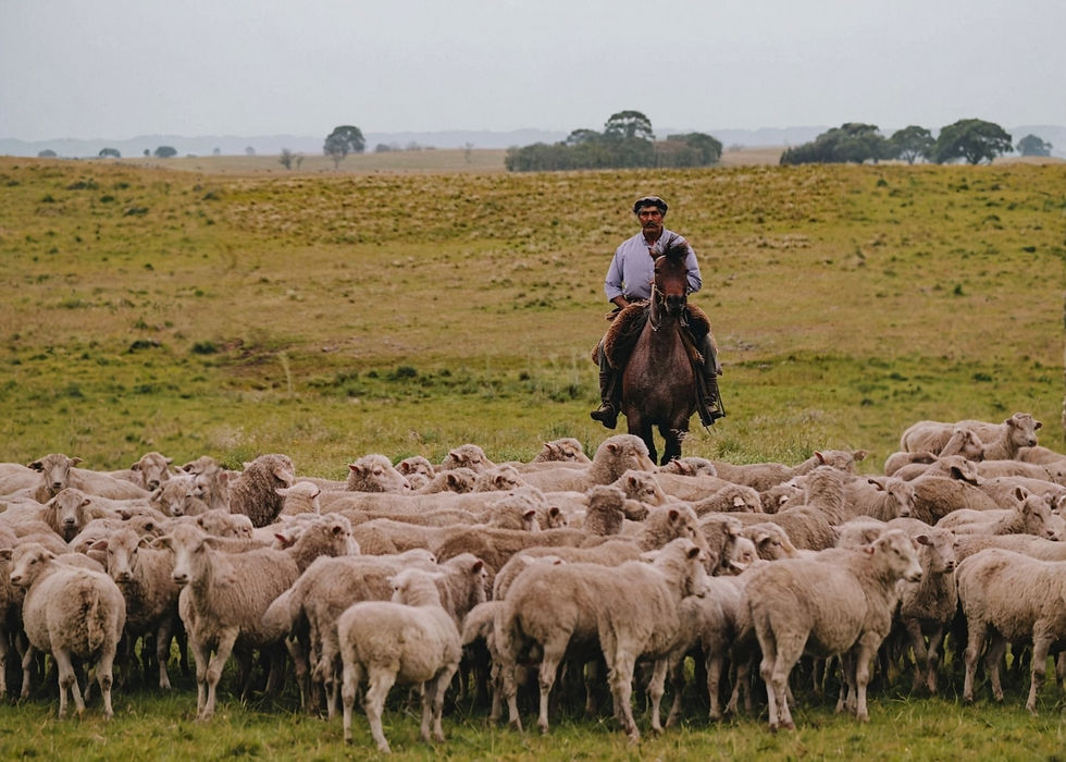 Man on horseback herding sheep