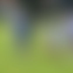 Vorschauen: C-Juniorinnen Samstag im NFV-Pokalfinale