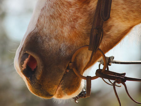 Pressure and Release- Life & Horses