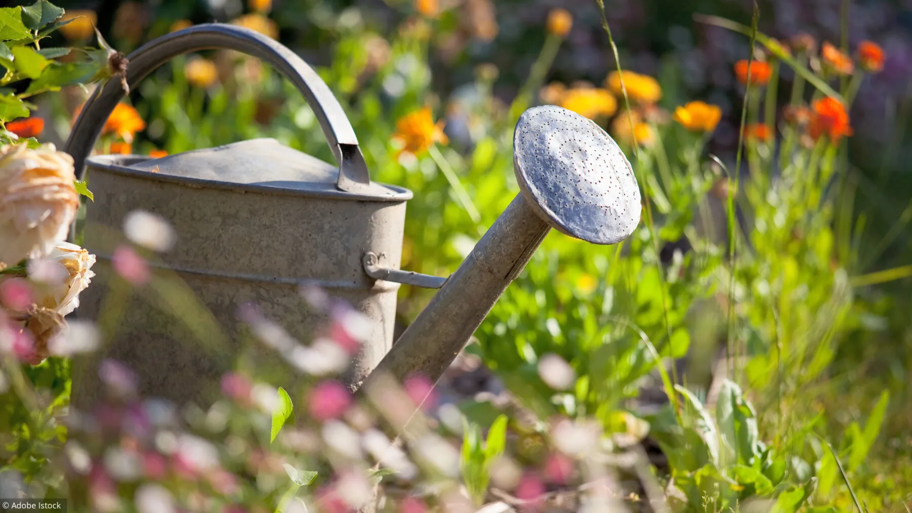 Gestion de l'eau au jardin potager agroécologique