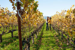 St. Helena Vineyards