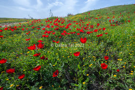 3004__Dafna T__090212IL342__3000.JPG