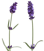Lavandula angustifolia.jpg