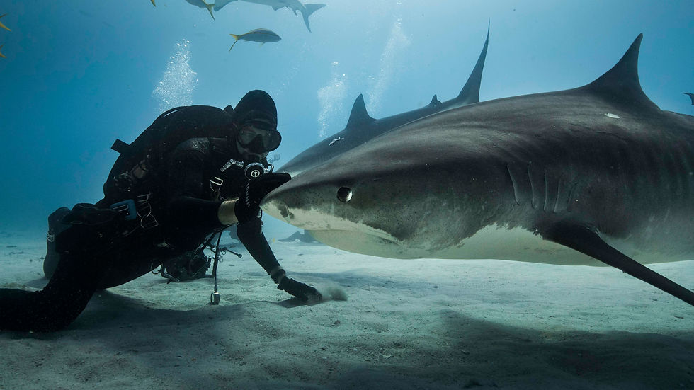 Man with Tiger Shark v2.jpeg