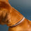 Thumbnail: Dog Collar York