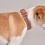 Miniaturbild: Hundehalsband Bern