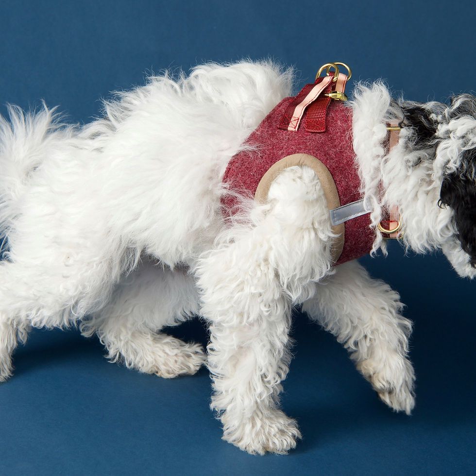 Miniaturbild: Hundegeschirr Walkloden Porto