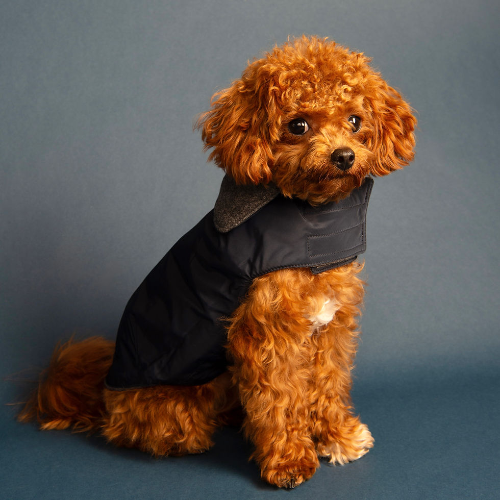 Miniaturbild: Wendbarer Hundemantel Oxford