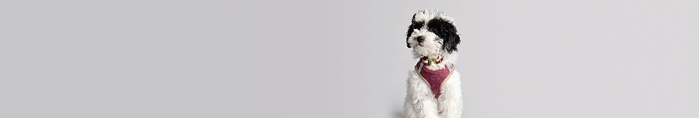 pudel-banner-3000x508-38 Kopie.jpg