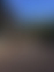 Making Dreams Reality