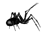 ragno.gif