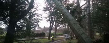 storm damaged tree.jpeg