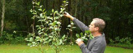 MAN PRUNING FRUIT TREE.jpeg