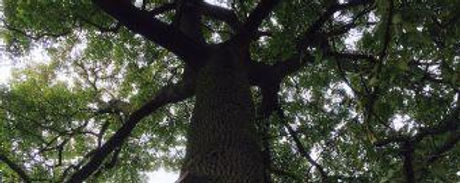 Ground view of a tree and branches.jpeg