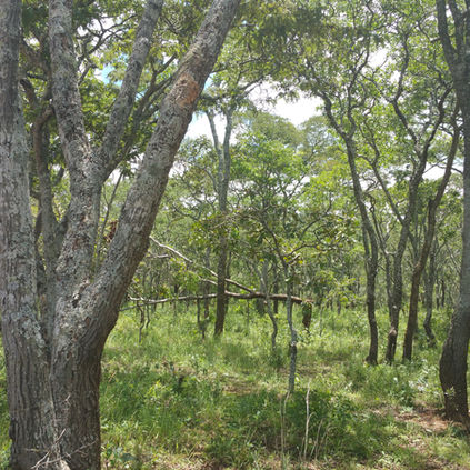 Chimaliro Forest Reserve, Malawi