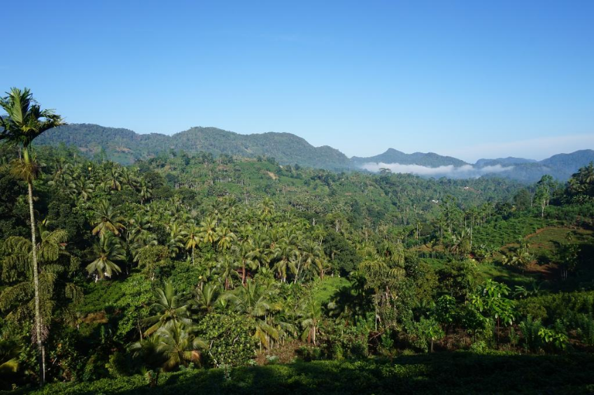 Restoration of Trincomalee forest land, Sri Lanka