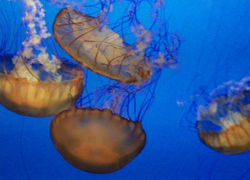 WEST COAST SEA NETTLES