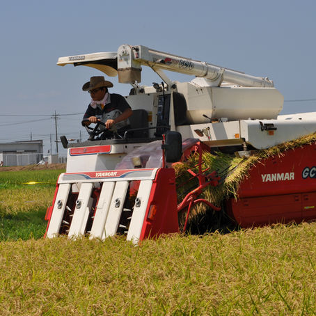 極早生品種「五百川」　種籾販売中！