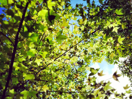  龍貞 一周生肖運勢(05/12-05/18) 