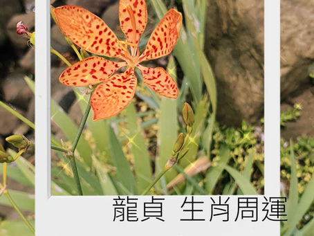 龍貞 十二生肖周運8/2~8/8