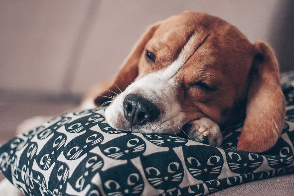 Un perro durmiendo