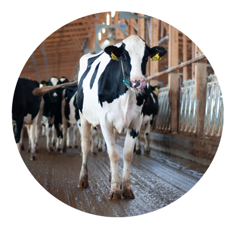 Dairy Happenings Summer 19