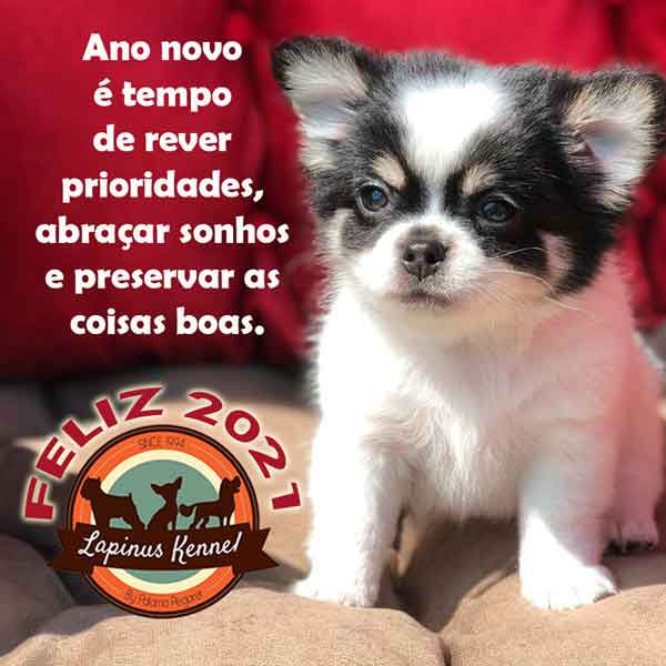 ANO-NOVO-01