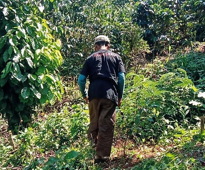 Kopi Seru Farmers Artisan Coffee Producer