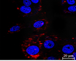 Teranostic.png