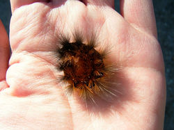CaterpillarOrig.jpg