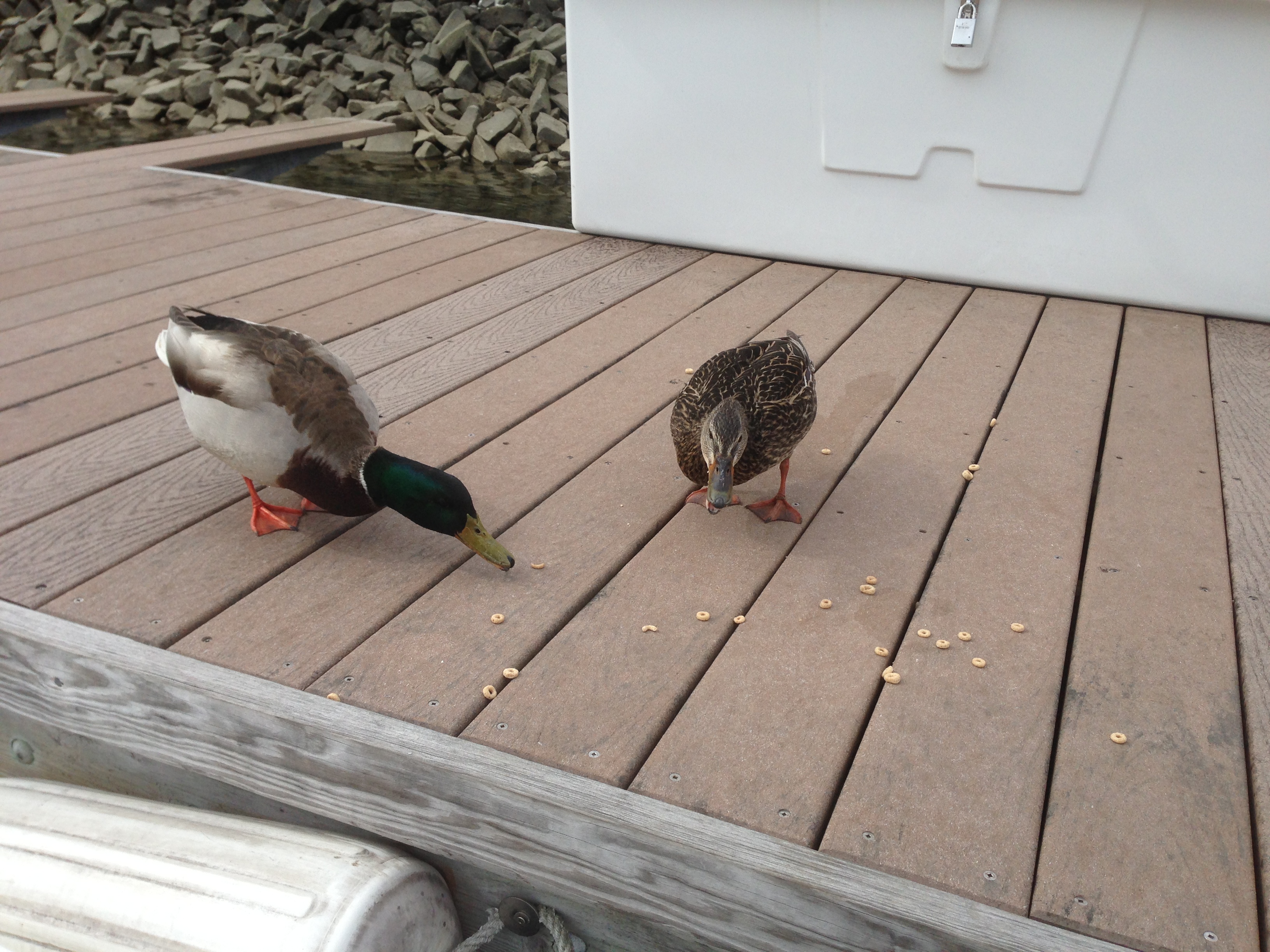 Our I dock ducks.