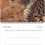 Thumbnail: Kenya Wildlife Calendar 2026 (Square - 21x21cm)