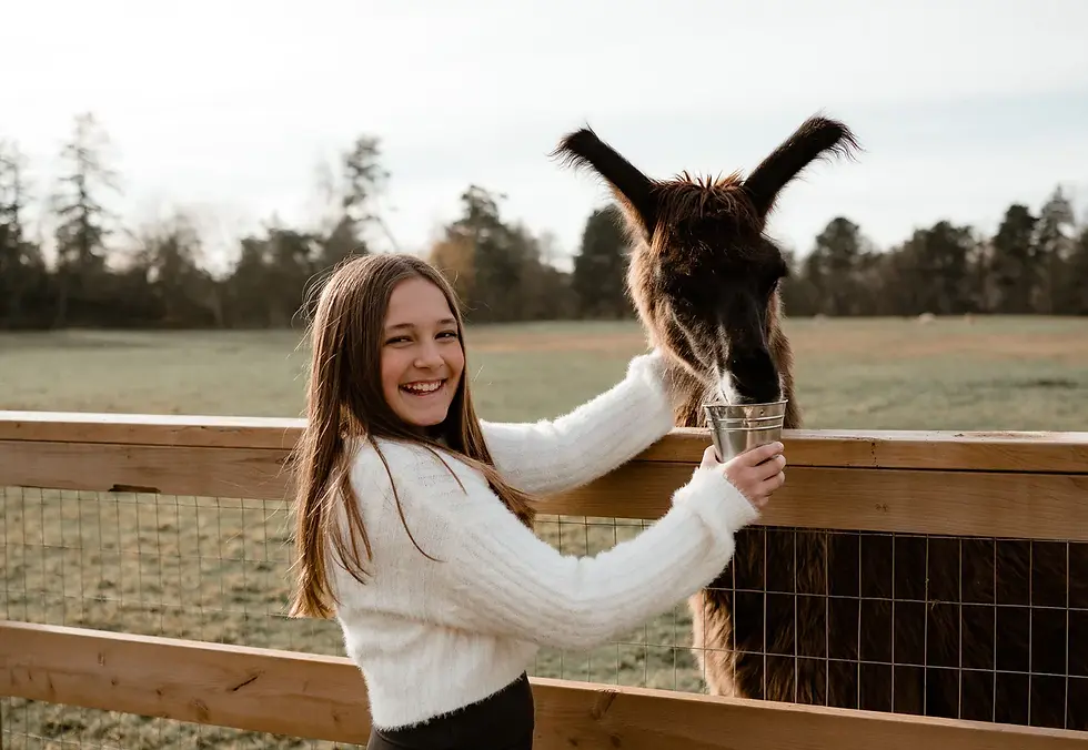 Alpaca Field Trip at Kensington Prairie Farm