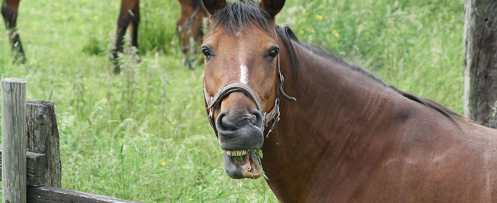 laughing horse