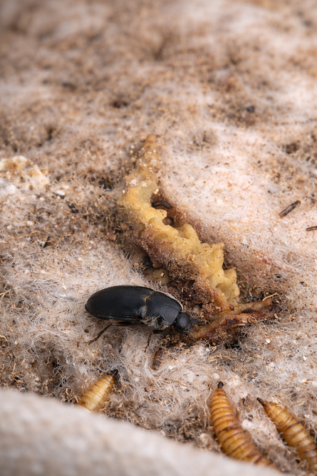 50 Dermestid Beetle Colony Starter Kit
