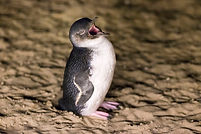 Loud penguin.jpeg