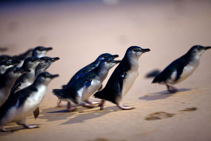 Penguins.jpeg