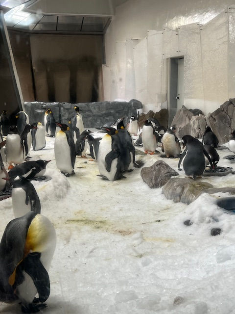 SEA LIFEメルボルン水族館のキングペンギン。SEA LIFE Melbourne Aquarium キングペンギン