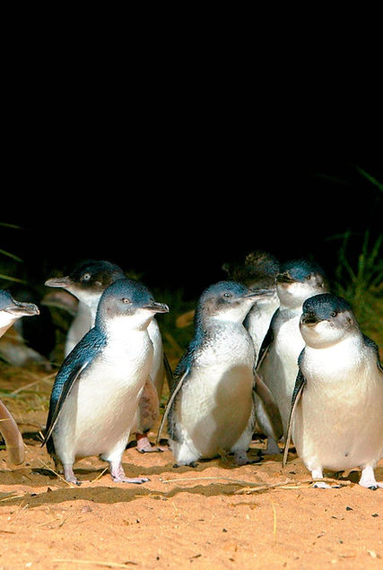 フィリップ島ペンギンパレードツアー |グレートオーシャンロードツアー | ヤラバレーワイナリー | パッフィンビリーダンデノン蒸気機関車ツアー | Mr John Tours | Mr.ジョンツアー メルボルンのNo.1日本語ツアー！ヨカヨカ！| オーストラリア  Phillip Island Penguin Parade Tour | Great Ocean Road Tour | Yarra Valley Winery Tour Puffing Billy Tour |The No.1 Small Group Tours in Melbourne | Mr John Tours | Melbourne, Australia