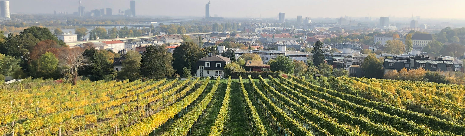 vienna vineyard
