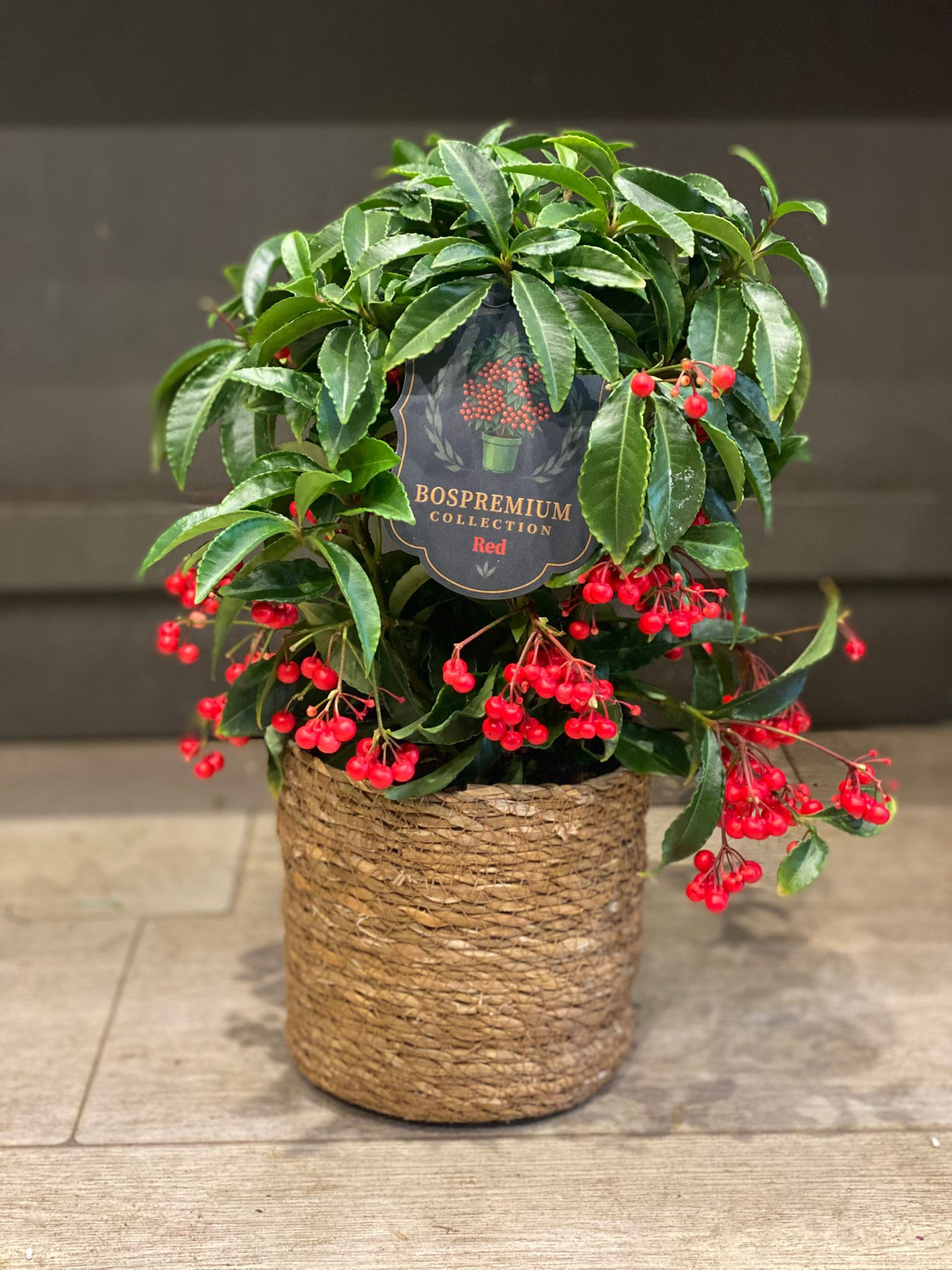 Ardisia “Rothenburg”
