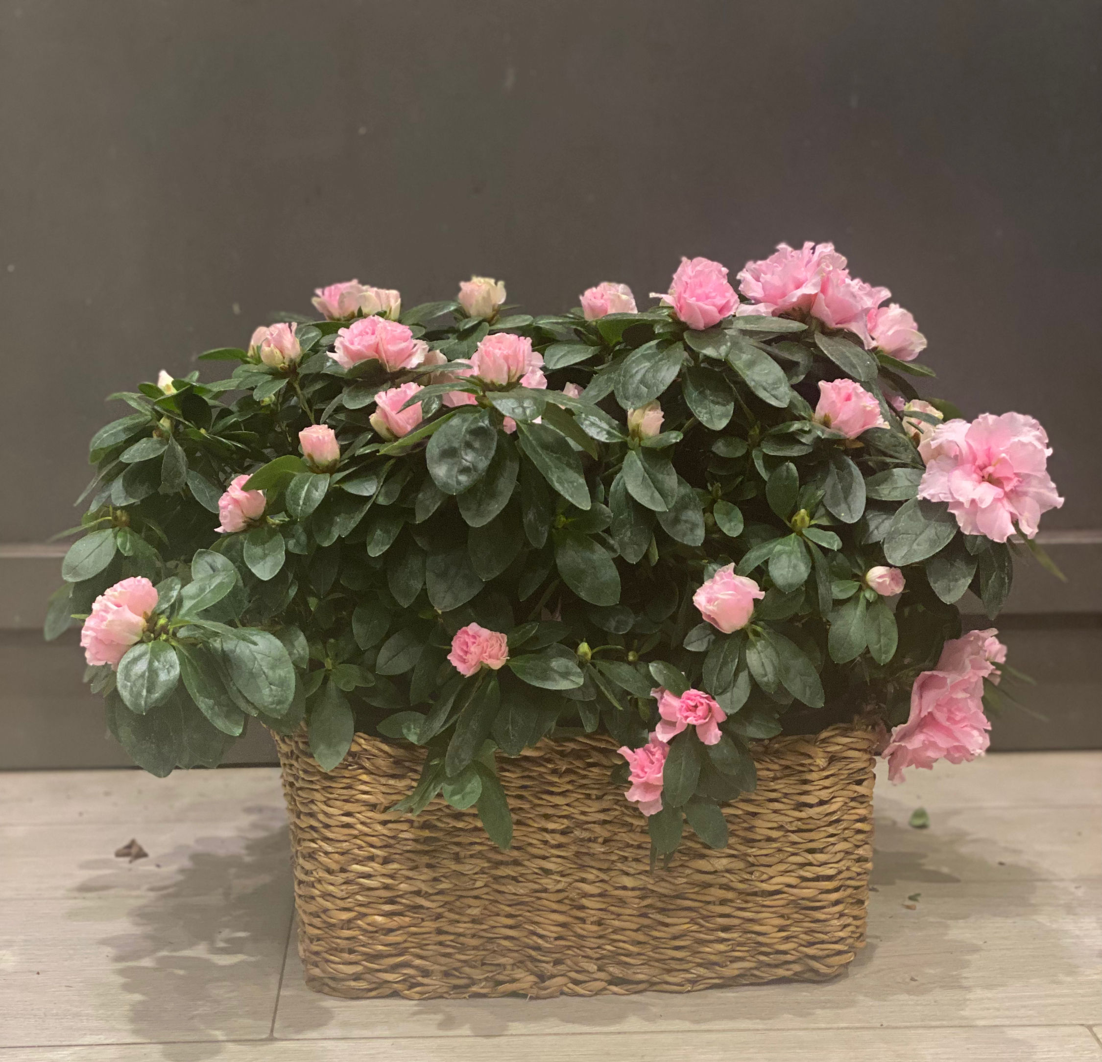 Azalea Venecia