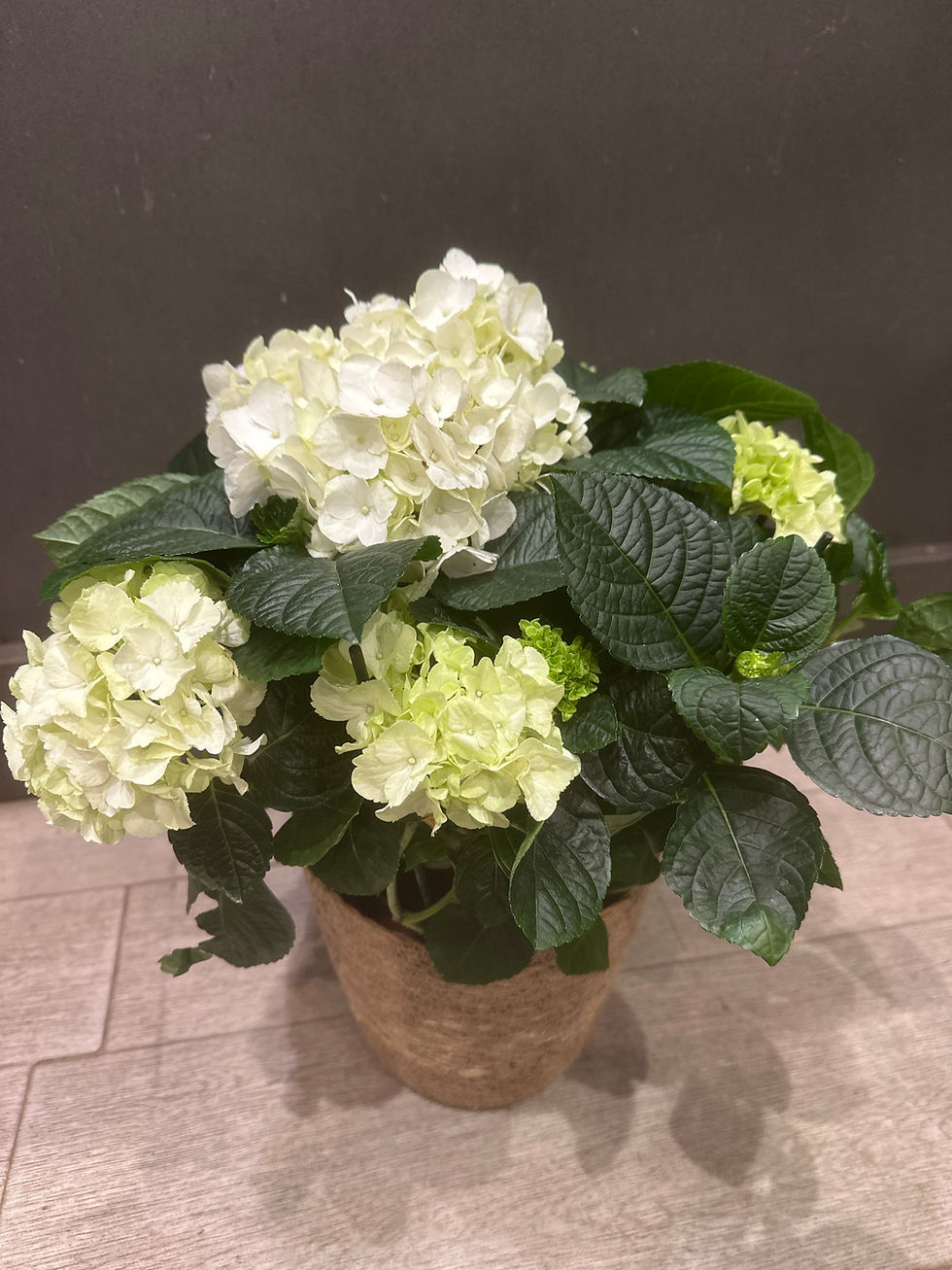 Miniatura: Cesta de Hortensias Paris