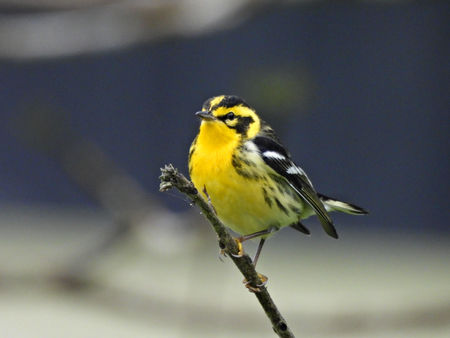 Avistamiento de Aves
