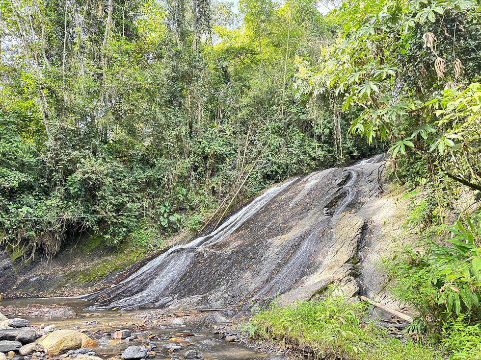 Cascada rocosa en exuberante bosque tropical