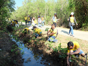 BANG PU MANGROVERE FORESTATION 2018