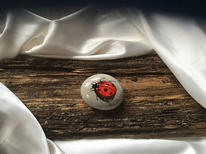 ladybug.jpeg