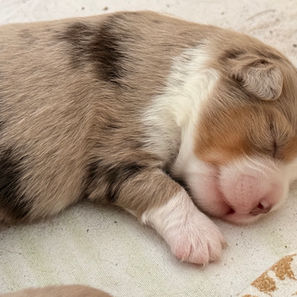 Die Welpen sind da. 5 wunderschöne Babys haben am 18.12. das Licht der Welt erblickt. Es sind 3 Rüden in red merle und 1 Hündin in red merle und 1 Hündin in red tri. Eve und den Babys geht es sehr gut